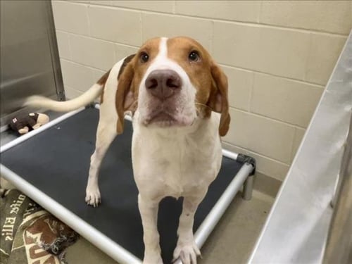 WERTHERS SR - Labrador Retriever available for adoption
