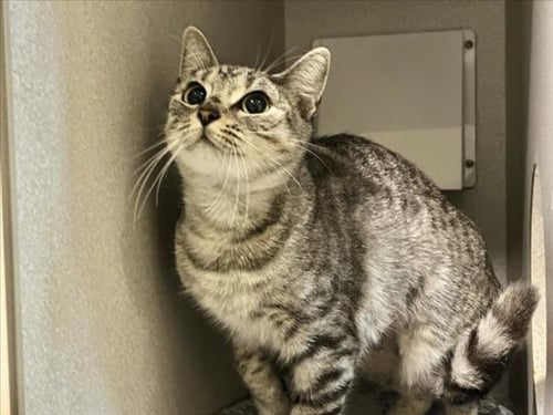 BELLO - Domestic Short Hair available for adoption