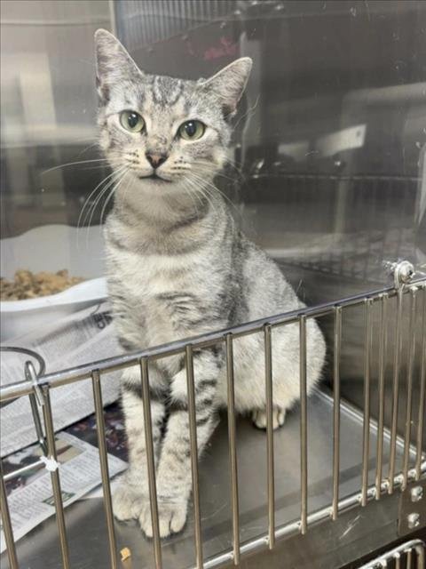 BELLO - Domestic Short Hair available for adoption