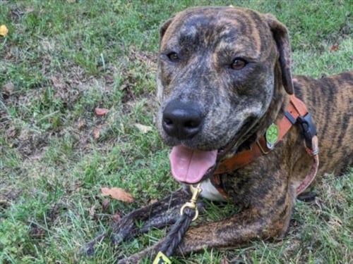 RICO - Pit Bull Terrier available for adoption