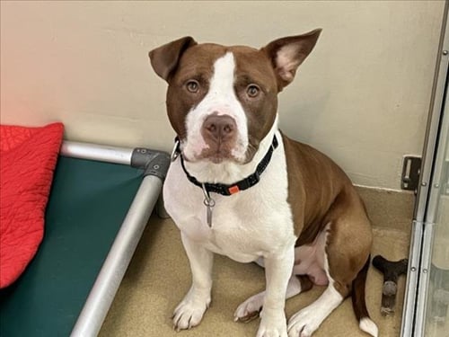 CHARLIE** - Pit Bull Terrier available for adoption