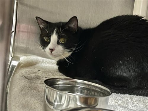 OREO - Domestic Short Hair available for adoption
