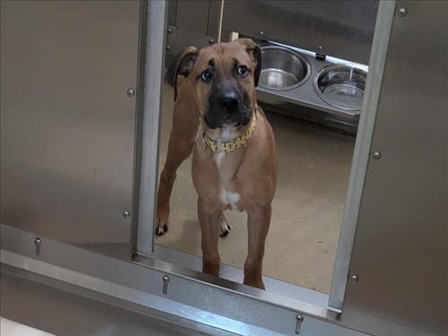 MR. BUSINESS - Hound / Boxer available for adoption