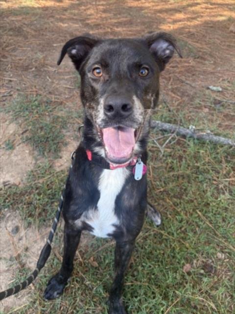 HAM - Labrador Retriever available for adoption