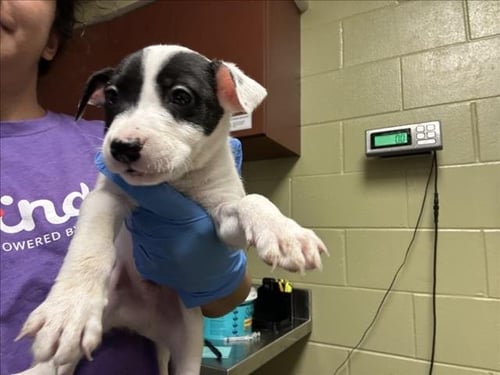 CHARMIN - Pit Bull Terrier available for adoption