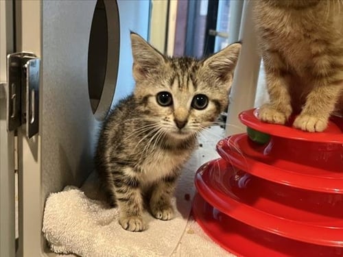 ARMAND - Domestic Short Hair available for adoption