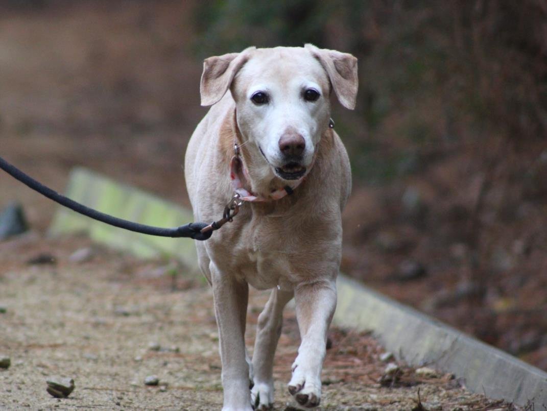 AMBER - Labrador Retriever available for adoption