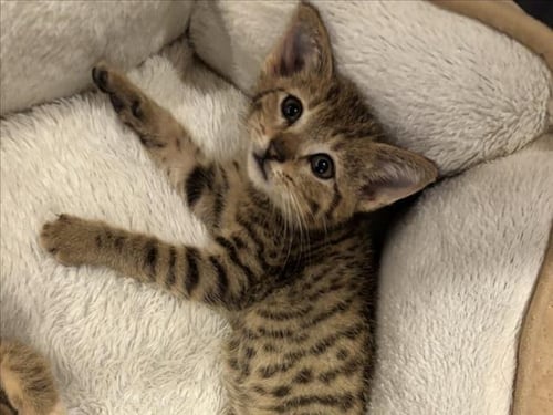 WALL-E - Domestic Short Hair available for adoption
