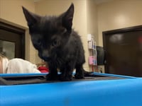 COFFEE BEAN - Photo 1