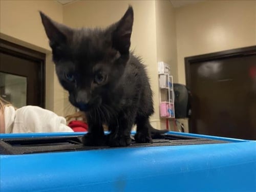 COFFEE BEAN - Domestic Short Hair available for adoption