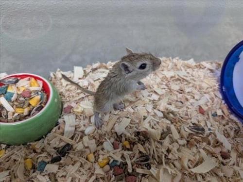 KAPPA - Gerbil available for adoption