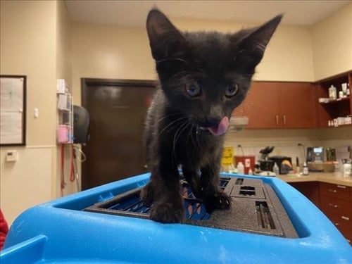 BIRTHDAY CAKE - Domestic Short Hair available for adoption