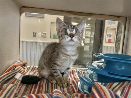 ORACLE - Domestic Short Hair available for adoption
