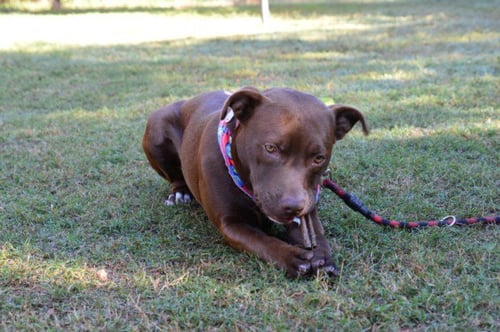 LITTLE BEAR - Pit Bull Terrier / Labrador Retriever available for adoption