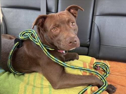 LITTLE BEAR - Pit Bull Terrier / Labrador Retriever available for adoption