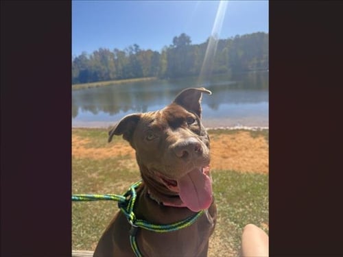 LITTLE BEAR - Pit Bull Terrier / Labrador Retriever available for adoption