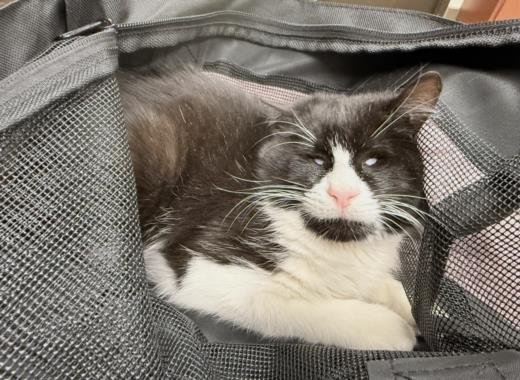 WONDER - Domestic Short Hair available for adoption