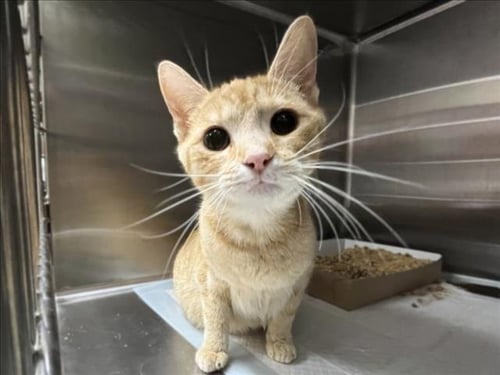 SPRINKLES - Domestic Short Hair available for adoption