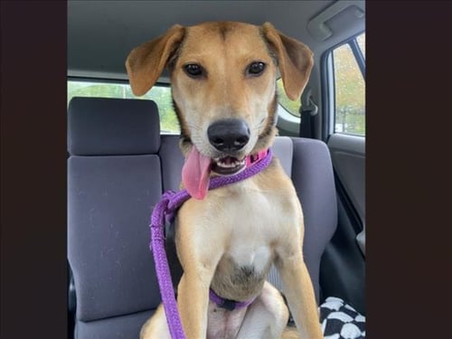 MOCHA - Hound available for adoption