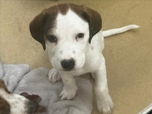 CHAI - Hound available for adoption