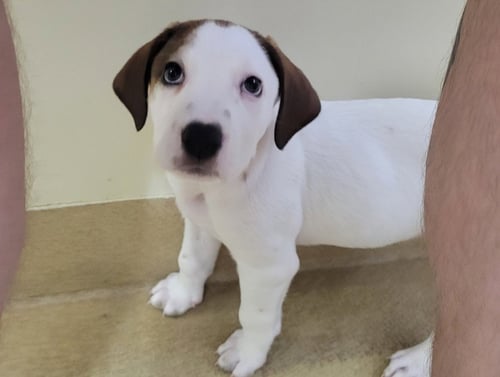 CHAI - Hound available for adoption