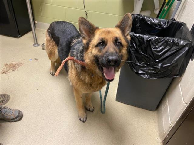 ALEXA** - German Shepherd Dog available for adoption