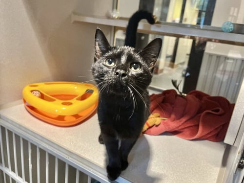 AMBER - Domestic Short Hair available for adoption