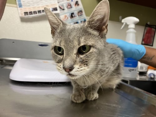 GRAY GOOSE - Domestic Short Hair available for adoption