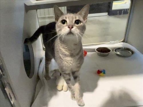 GRAY GOOSE - Domestic Short Hair available for adoption