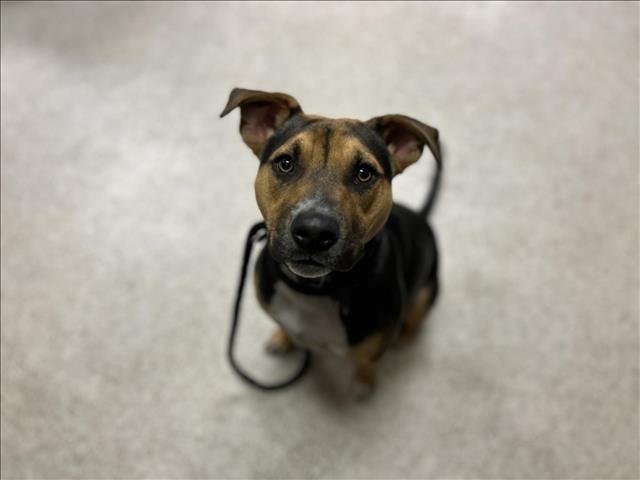 BANDIT - Hound available for adoption