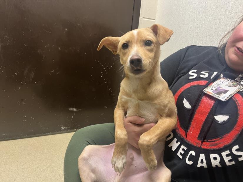 BARKLEY - Terrier available for adoption