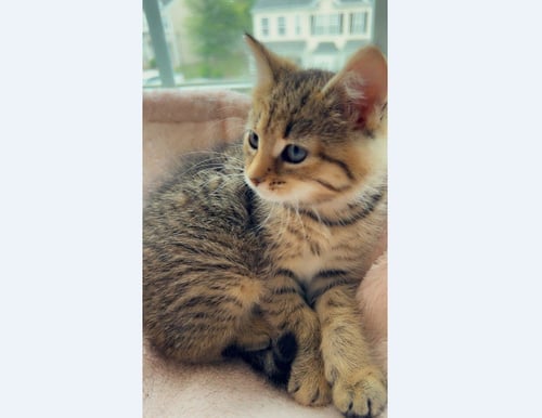 SANSA - Domestic Short Hair available for adoption