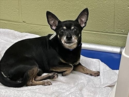 BUDDY - Chihuahua available for adoption