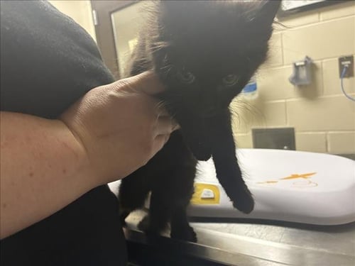 MALEFICENT - Domestic Short Hair available for adoption