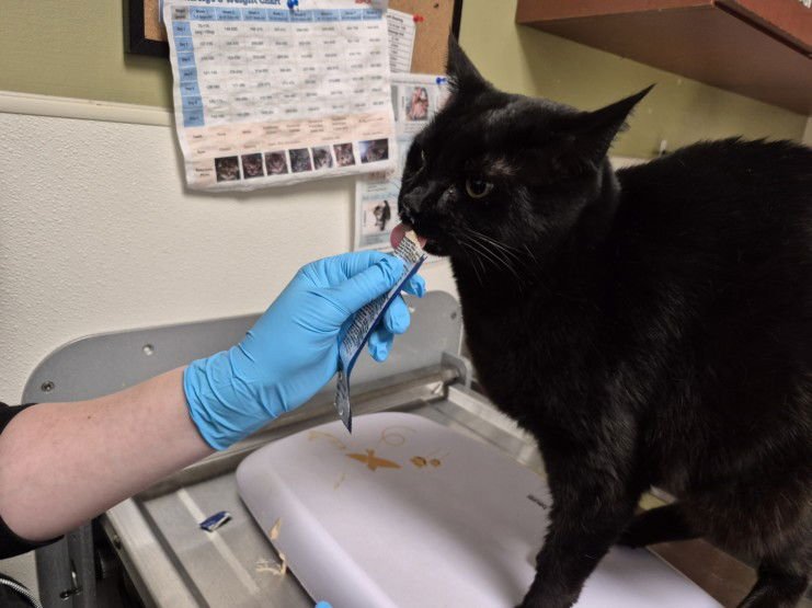 BATMAN - Domestic Short Hair available for adoption