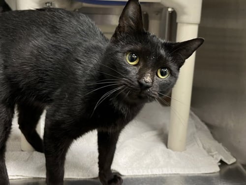 BINX - Domestic Short Hair available for adoption