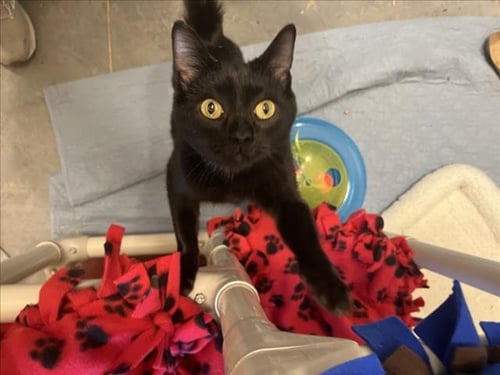 BINX - Domestic Short Hair available for adoption