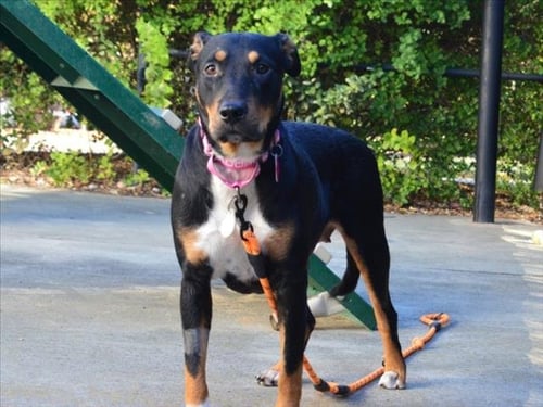 ARIANNA - Doberman Pinscher available for adoption