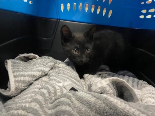 MIXED BERRY - Domestic Short Hair available for adoption