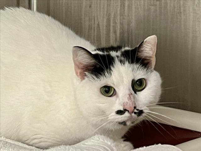 MELON Image