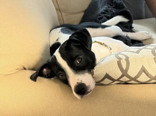 NORMAN - Hound / Pit Bull Terrier available for adoption