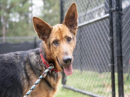 PEACHY KEEN - German Shepherd Dog available for adoption