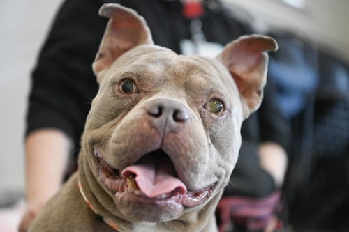 CHOPPER** - American Pit Bull Terrier / American Bulldog available for adoption