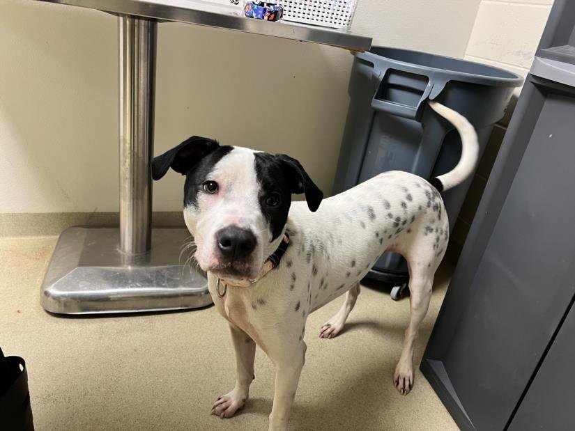 GOOSE - Dalmatian / German Shorthaired Pointer available for adoption