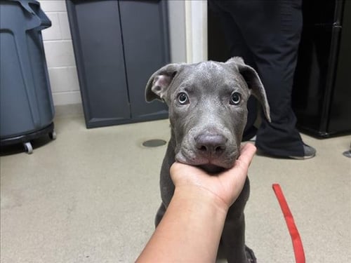 GANDOLF - Weimaraner available for adoption