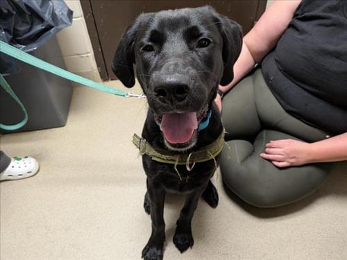 BEAR - Labrador Retriever available for adoption