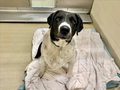 BUBBA - Labrador Retriever / Pointer available for adoption