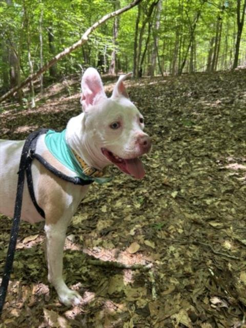 BEE - Pit Bull Terrier available for adoption
