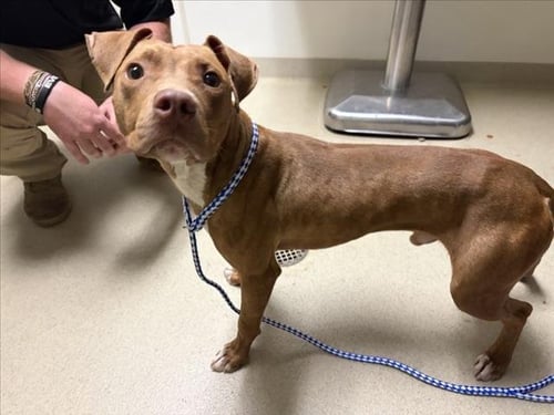 LANDON - Pit Bull Terrier available for adoption