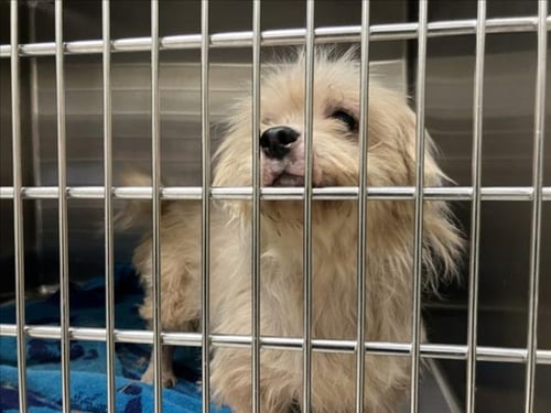 PRECIOUS DECIOUS - Poodle (Miniature) available for adoption